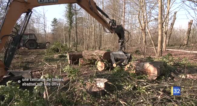 Abattage de frênes malades sur l'île Olive