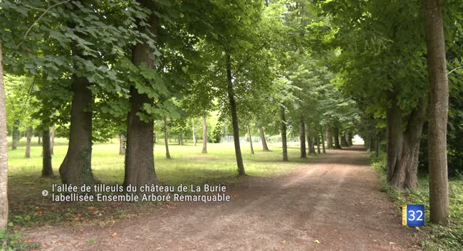 Allée de tilleuls du château de La Burie à Saint-Julien-les-Villas