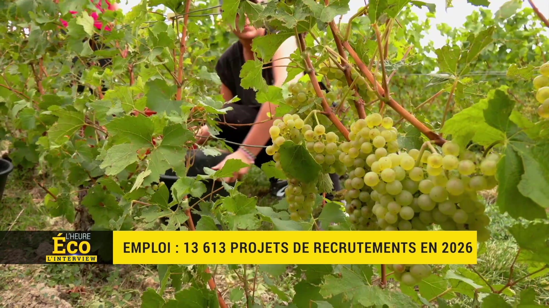 vendangeur dans les vignes