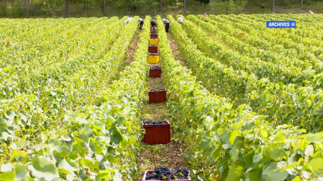 Vendangeurs récoltant du raisin noir dans un vignoble, caisses remplies alignées entre les rangs de vigne