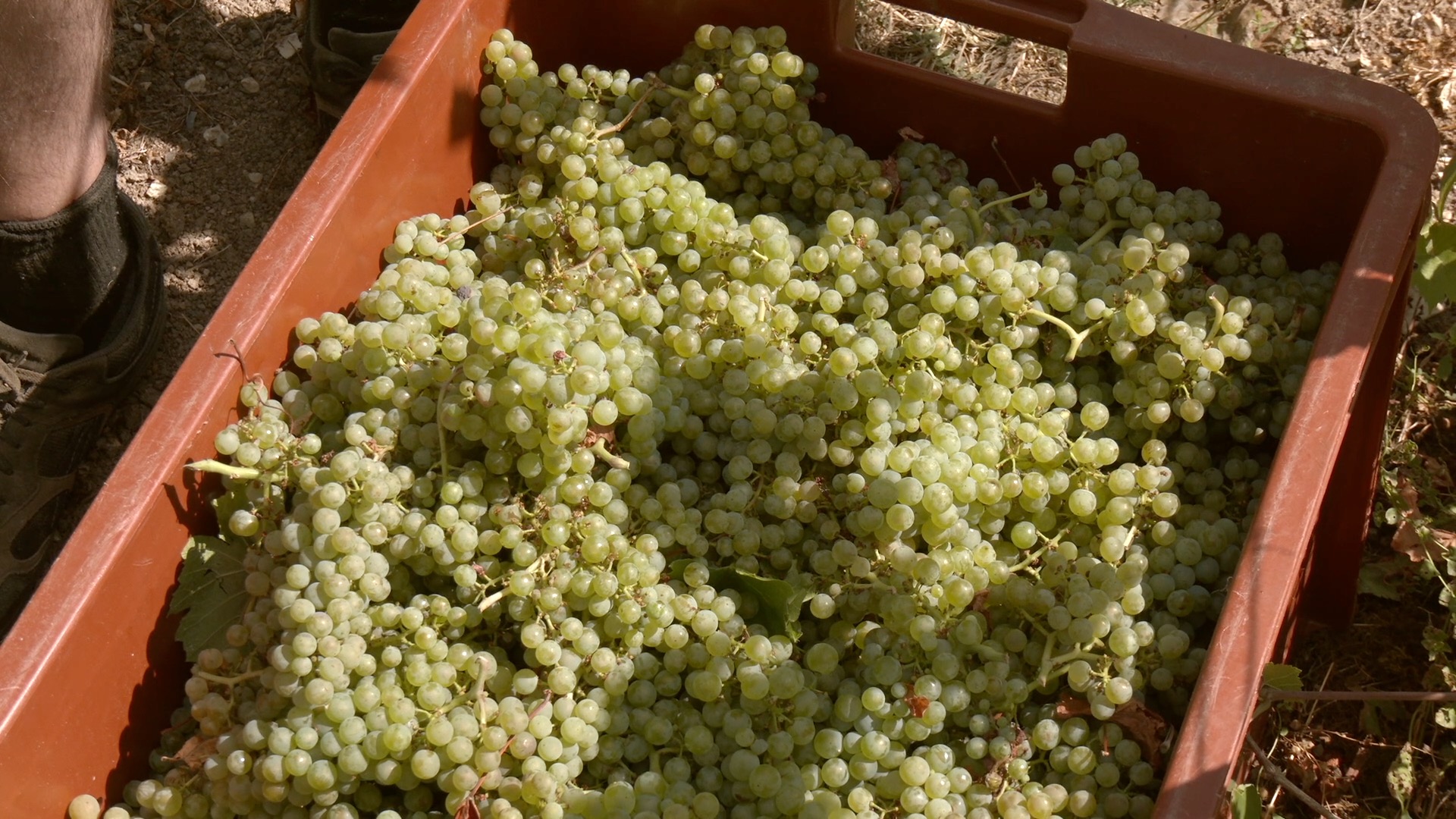 Champagne : le ban des vendanges 2026 fixé au plus tôt jamais observé