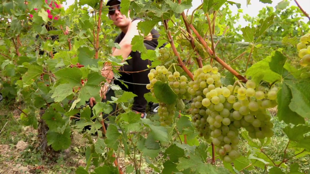 Le recrutement pour les vendanges ouvert via France Travail