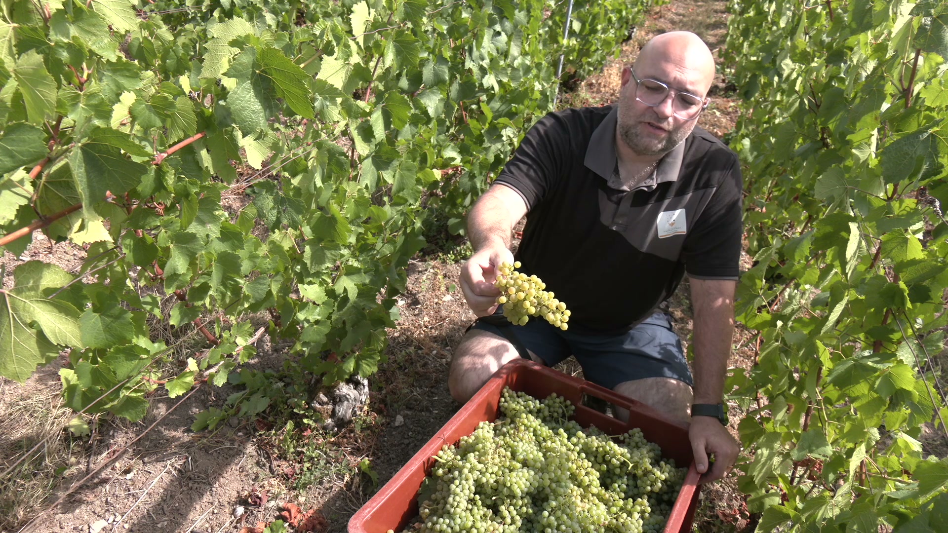 Viticulteur chauve à lunettes tenant une grappe de raisin blanc dans un rang de vigne, caisse rouge remplie de raisins au premier plan