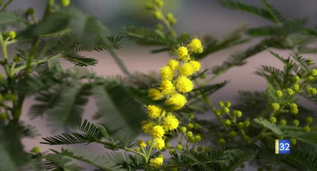 Branche de mimosa avec fleurs jaunes en pompons et feuilles vertes