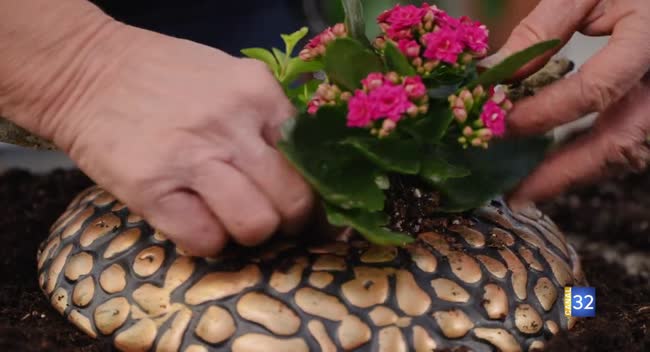 Mains taillant une plante fleurie rose dans un jardin