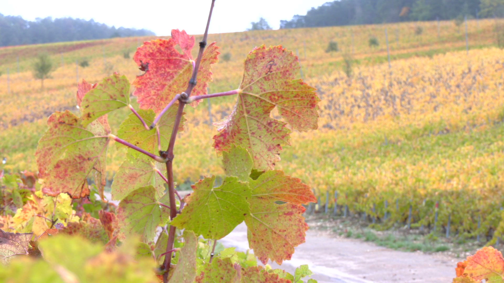 Feuilles de vigne aux teintes automnales vignoble jaune doré s'étendant en arrière-plan