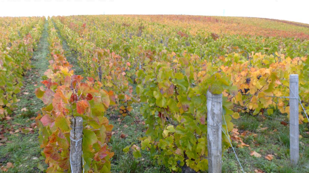 Rangées de vignes aux feuilles automnales jaunes et rouges, piquets en bois et fils tendus dans un vignoble champenois