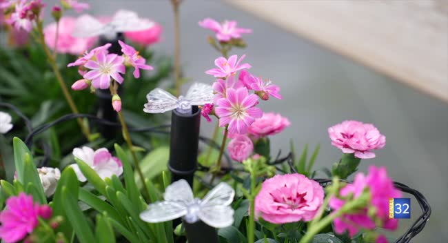 image-logo représentant le programme Le Jardin de Nathalie : Le jardin de Nathalie : composez votre jardinière de printemps !
